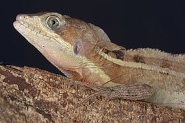 Helmbasilisk (Basiliscus basiliscus) von Ronald Pol