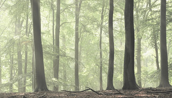 In het bos