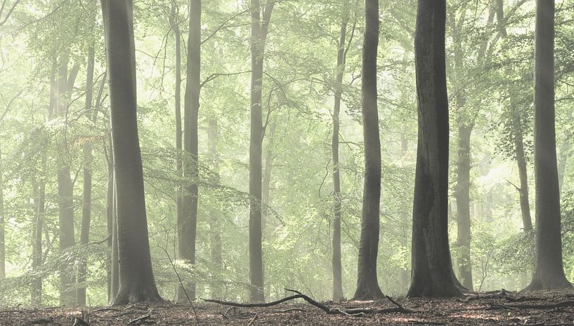 In het bos van Ron de Vries