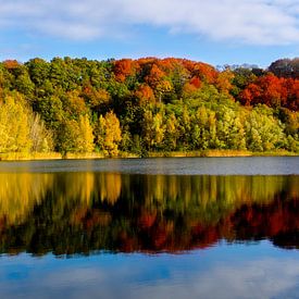 Kleurrijke herfst op de Grebbeberg, Rhenen (vogelenzang) van Daniël Henning