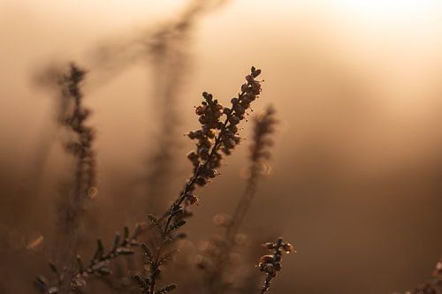 heather in autumn
