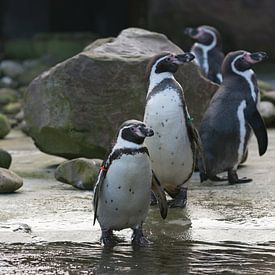 Pingouins de Humboldt sur Yorrit v.d.Kaa