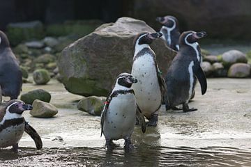 Humboldt Penguins by Yorrit v.d.Kaa