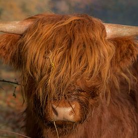 Hooglander in de zon van SRF