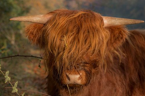 Hooglander in de zon