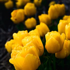 Gelbe Tulpen von Marvin Van Haasen