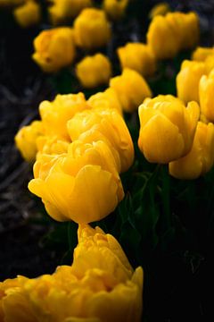 Tulipes jaunes sur Marvin Van Haasen