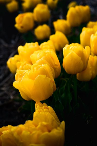 Yellow Tulips by Marvin Van Haasen