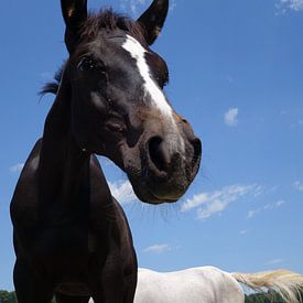 Veulen sur Daphne Photography