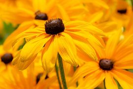 Prairie fleurie en été sur ManfredFotos