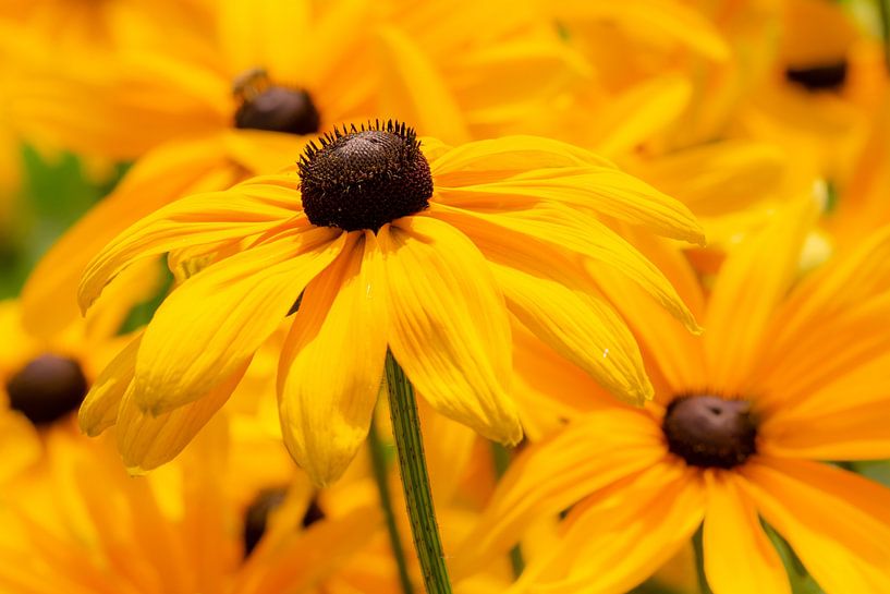 Flower meadow in summer by ManfredFotos