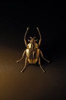 Beetle No.6