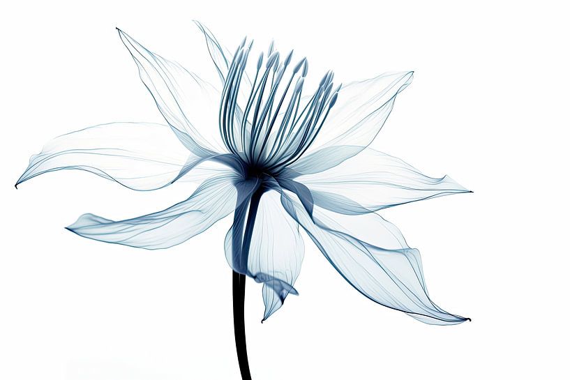 Transparente Blumen von Bert Nijholt