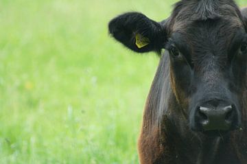 Black Angus van Niek Traas