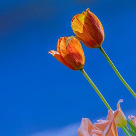 twee geel oranje tulpen zoeken de zon op van Shop bij Rob