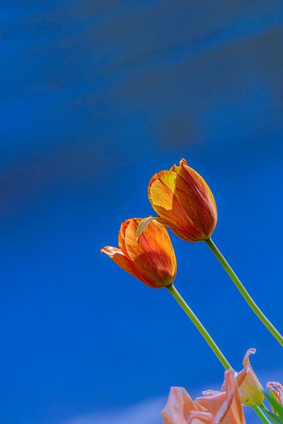 deux tulipes jaune-orange cherchent le soleil par Shop bij Rob