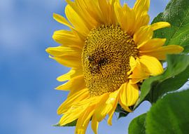 Visit von Vera Laake