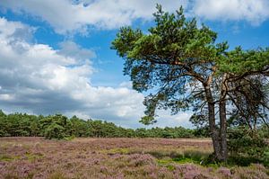 Blooming Heather plants  and pine trees