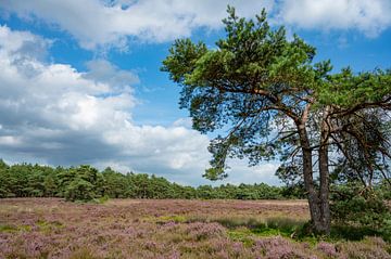 Blühende Heidekrautpflanzen und Kiefern von Sjoerd van der Wal Fotografie