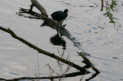 Lente