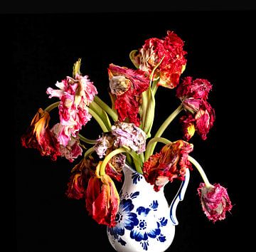 Faded splendour tulips