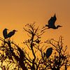 Silhouette de hérons au lever du soleil dans le parc national de Kakadu en Australie sur Photo Henk van Dijk