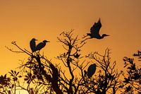 Kakadu National Park, Australië; Silhouet van reigers bij zonsopgang