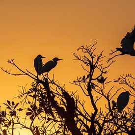 Kakadu National Park, Australië; Silhouet van reigers bij zonsopgang van Photo Henk van Dijk