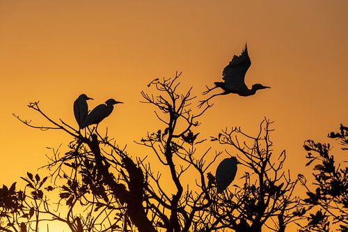 Kakadu National Park, Australië; Silhouet van reigers bij zonsopgang