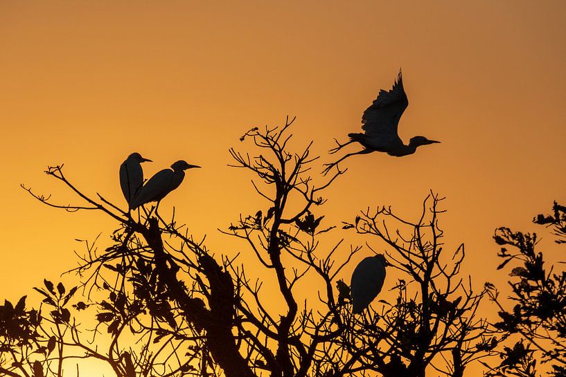 Kakadu National Park, Australië; Silhouet van reigers bij zonsopgang van Photo Henk van Dijk