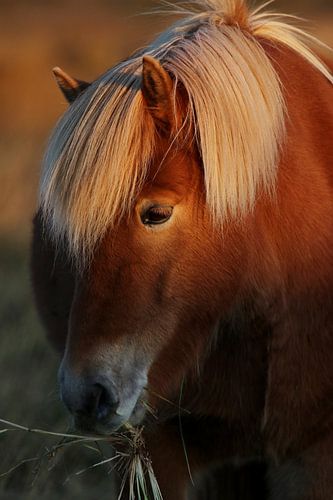 IJslands paard, deels in zonlicht
