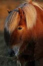IJslands paard, deels in zonlicht van Melissa Peltenburg thumbnail