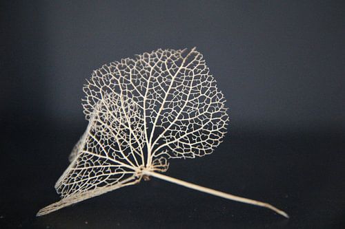 Door lijnen verbonden