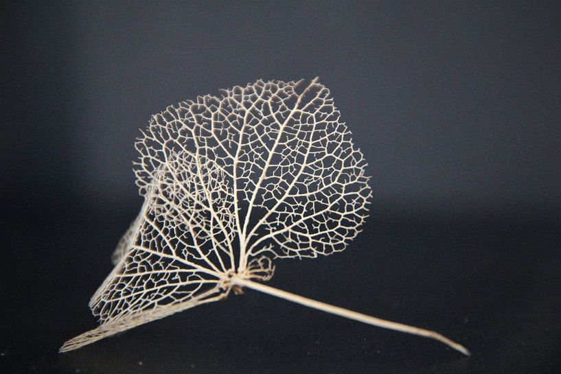 Nature abstraite par Marije Zwart