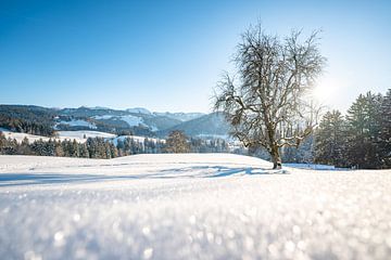 Prachtig winteruitzicht op de Hochgrat en de Allgäuer bergen bij Oberstaufen van Leo Schindzielorz