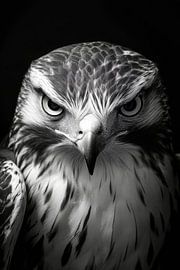 Faucon sur Poster Art Shop