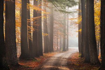 Running through autumn forest by Yen Do