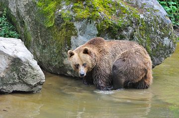 Ours brun européen sur Karin Jähne