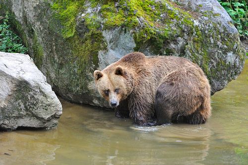 Ours brun européen