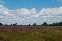 Heathland in bloom