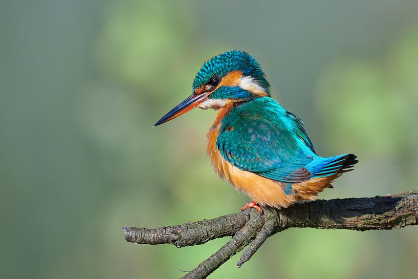 Martin-pêcheur par Martins-pêcheurs - Corné van Oosterhout