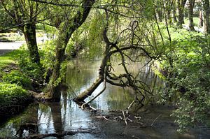 Bos en water, natuurlijk mooi