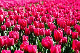 TULPEN ROZE BEWERKT van Henriette Tischler van Sleen