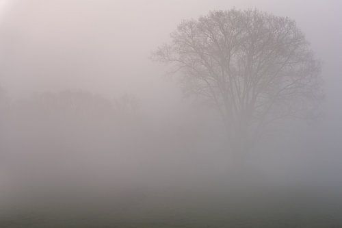 Silhouette of a tall tree at foggy sunrise