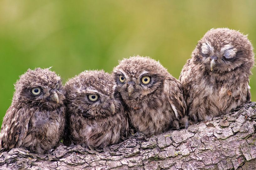 4 small owls by Friedhelm Peters