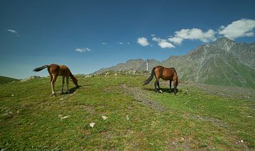 Berg Kazbek oder Berg Kazbegi in Stepantsminda, Georgien Tageslichtaufnahme von Mohamed Abdelrazek