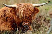 Schotse Hooglander koe liggend gefotografeerd op het Nederlandse waddeneiland Vlieland