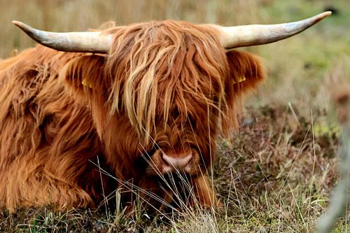 Scottish Highlander cow lying down photographed on the Dutch wadden island of Vlieland