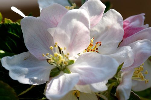 Close-up of white apple blossom.