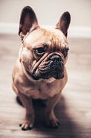 Frenchie